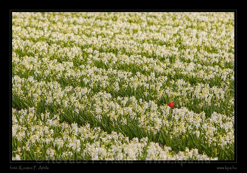 Keukenhof Hollandia 059.jpg